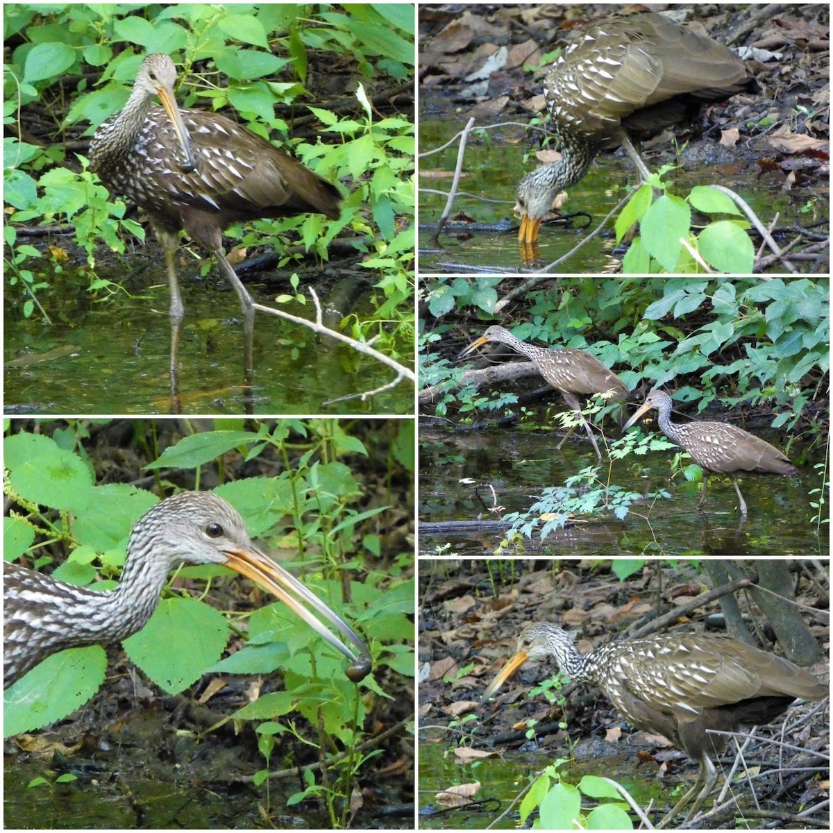 Limpkin - ML603348501