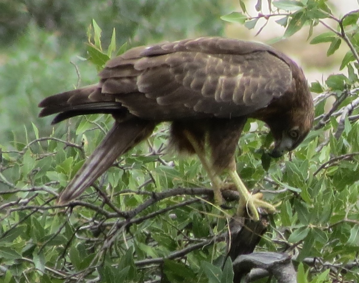 Red-tailed Hawk - ML603348581
