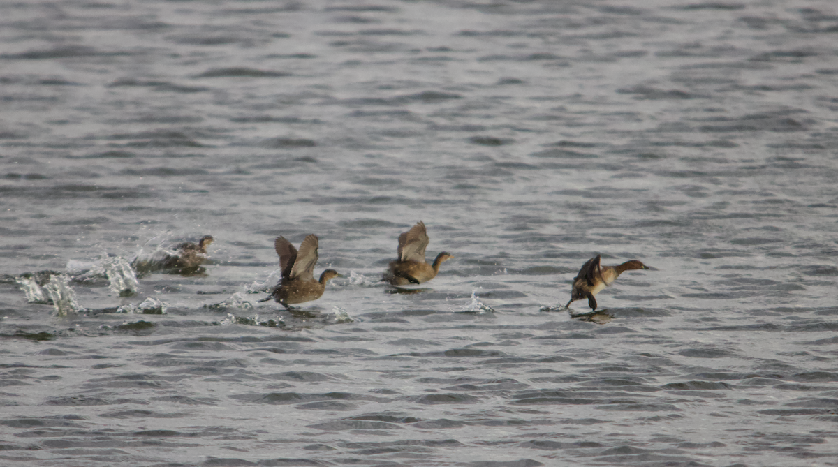 Little Grebe - ML603348951