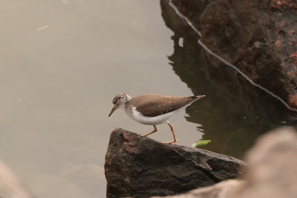 Spotted Sandpiper - ML603349081