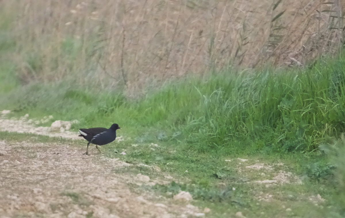 Eurasian Moorhen - Anastasia Gordeeva