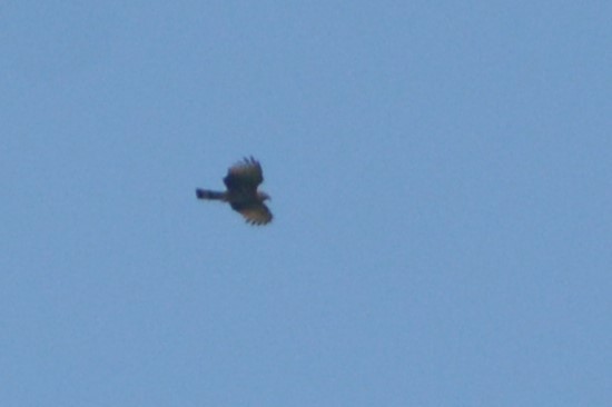 Hook-billed Kite (Grenada) - ML603349261