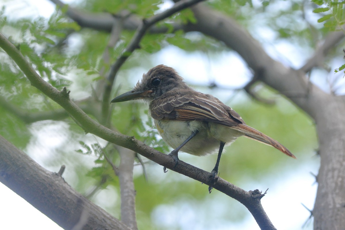 Grenada Flycatcher - ML603349391