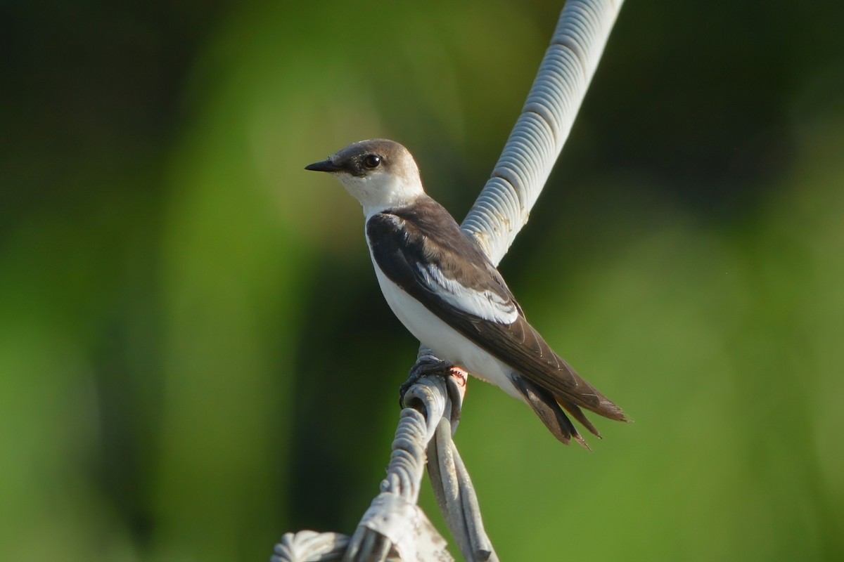 White-winged Swallow - ML603350911