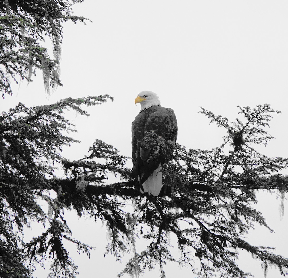 Bald Eagle - ML603351031