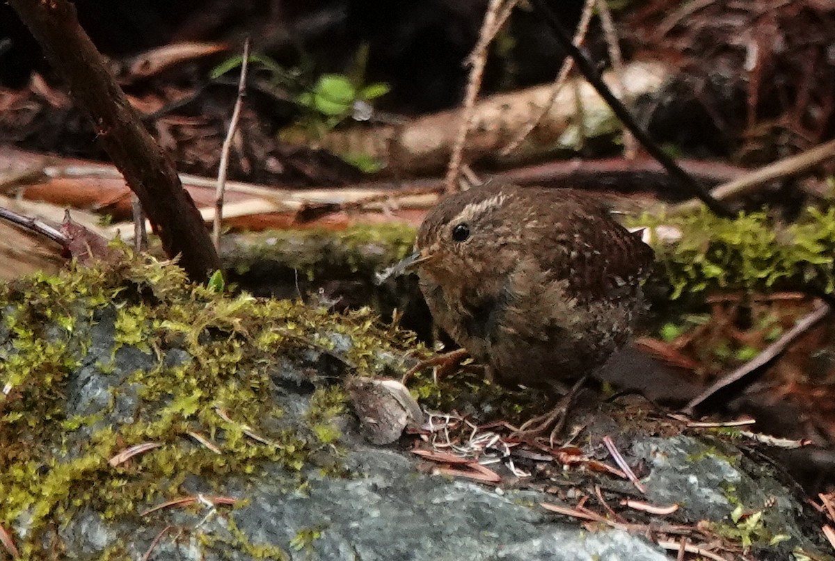 Pacific Wren - ML603351251