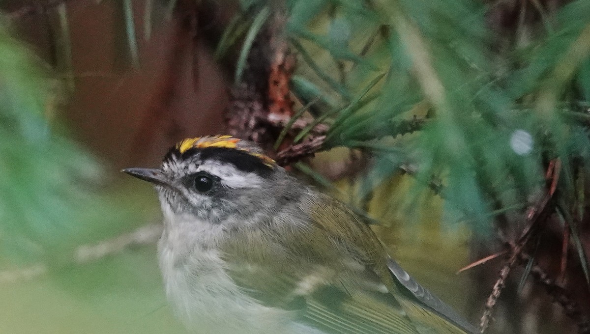 Golden-crowned Kinglet - ML603351291