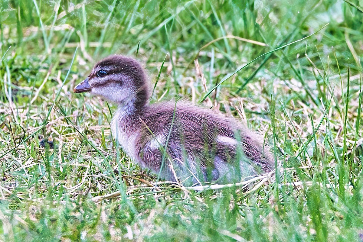 Maned Duck - ML603351301