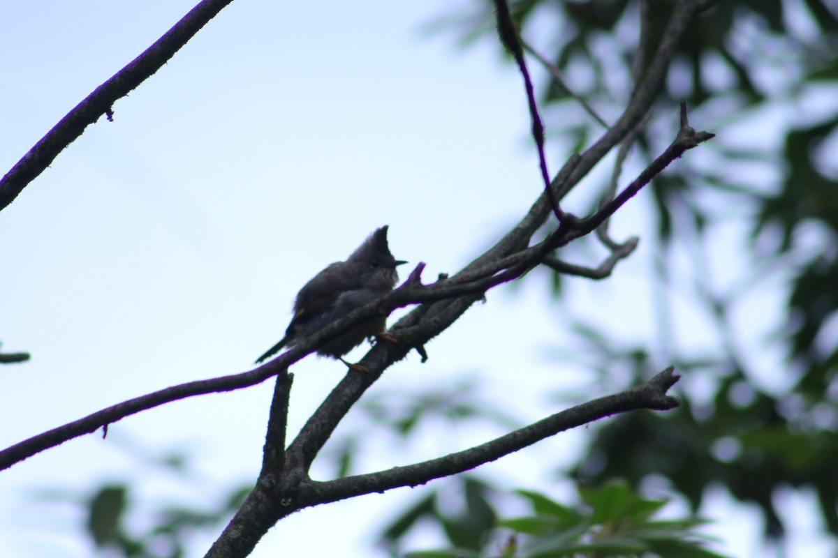 Stripe-throated Yuhina - Lorin Mcknight