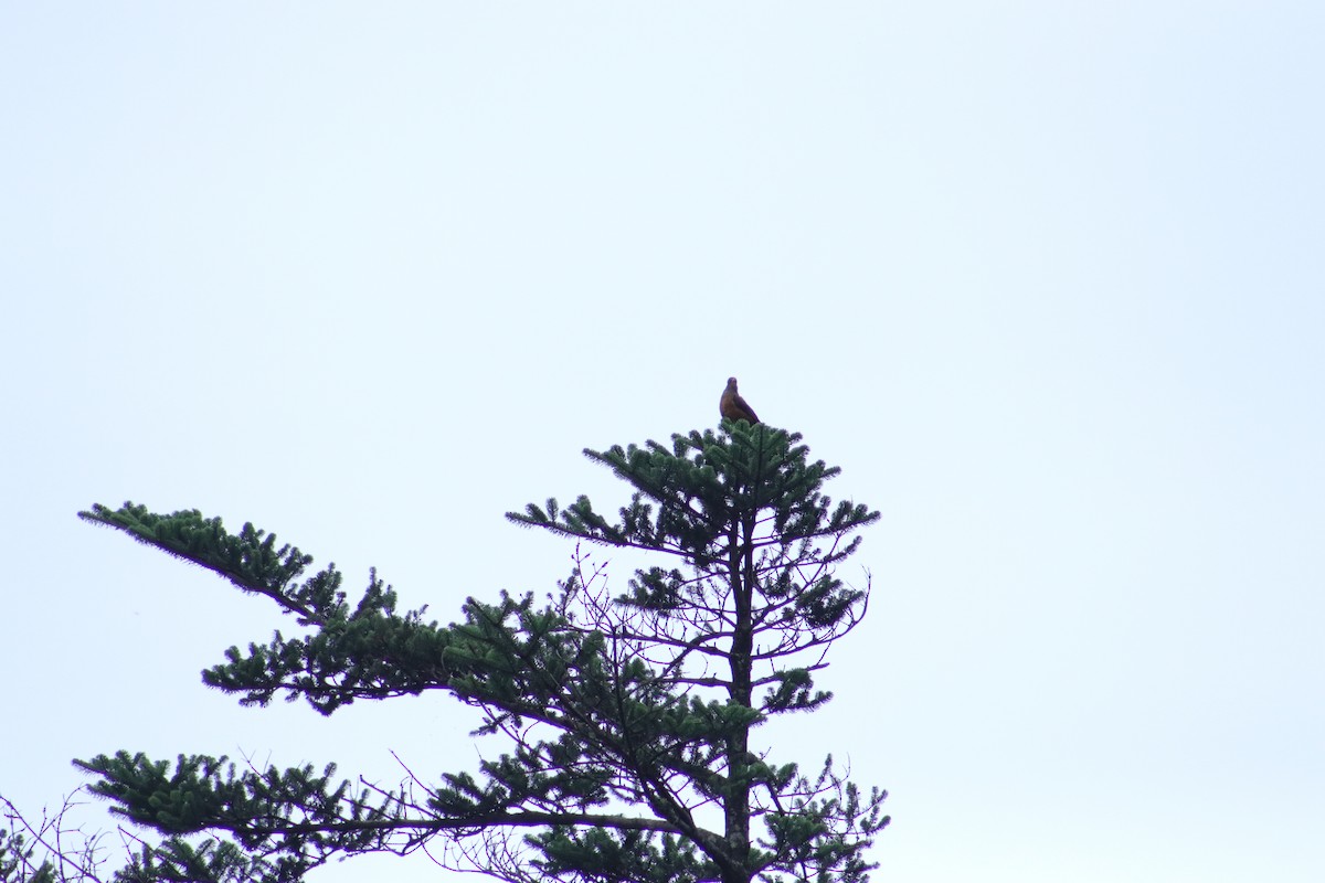 Chestnut Thrush - ML603352171