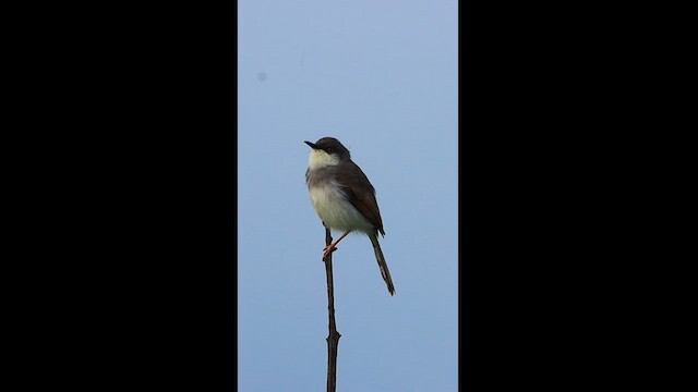 Gray-breasted Prinia - ML603352431