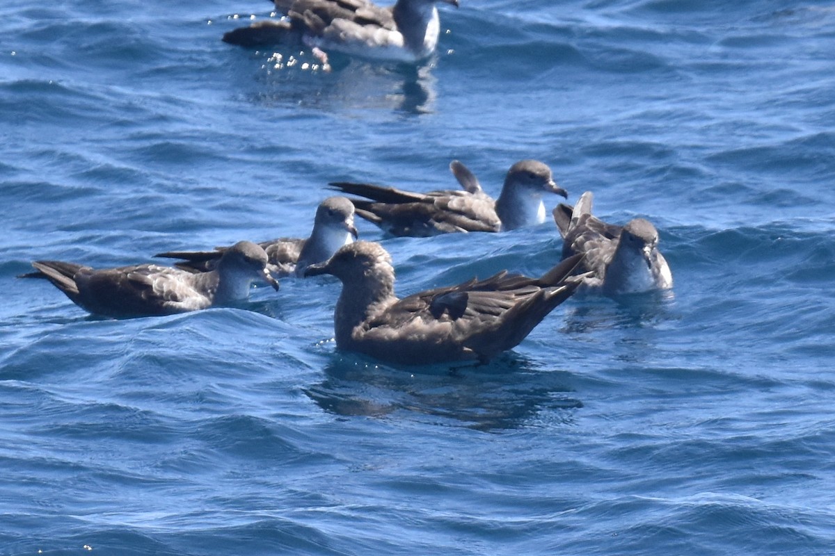 South Polar Skua - ML603352731