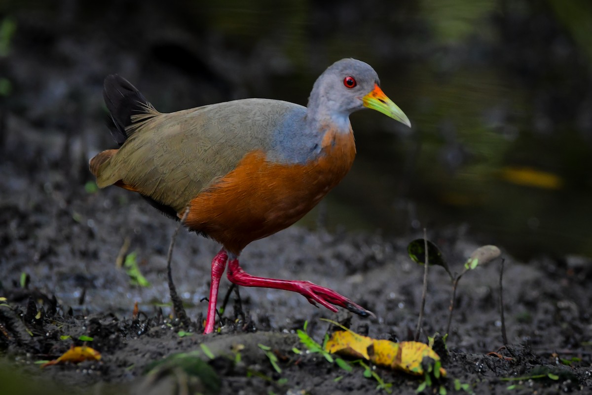 Little Wood-Rail - Leandro Rezende