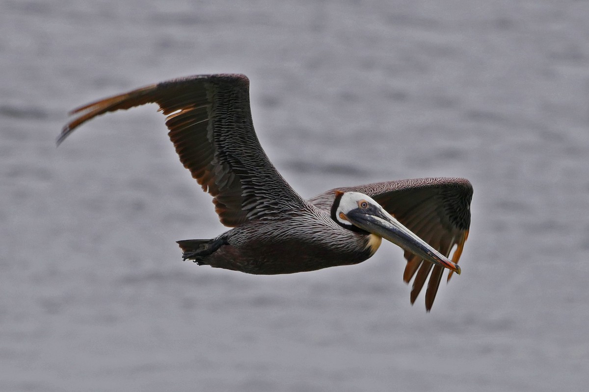 Brown Pelican - Grace Oliver