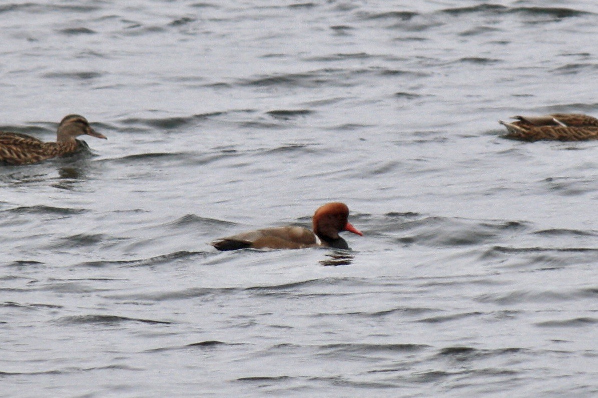 Red-crested Pochard - ML603353891