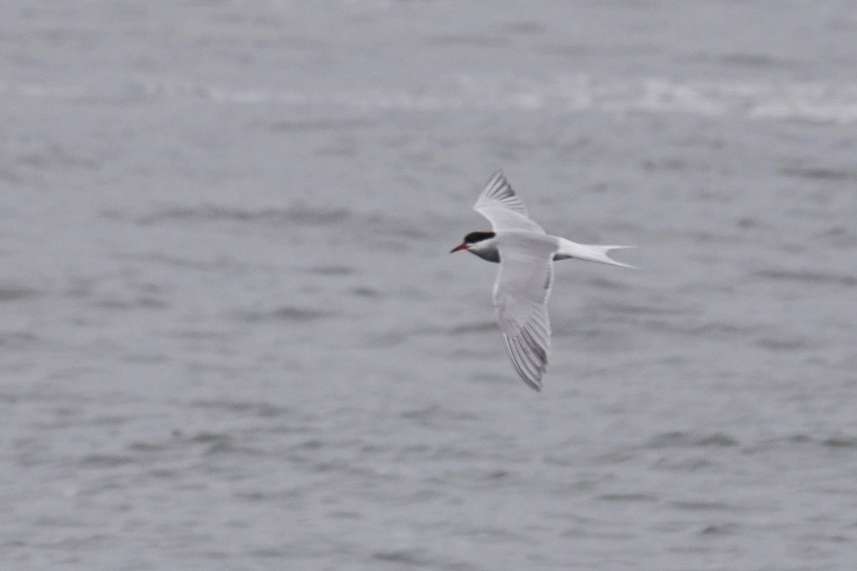 Common Tern - ML60335421