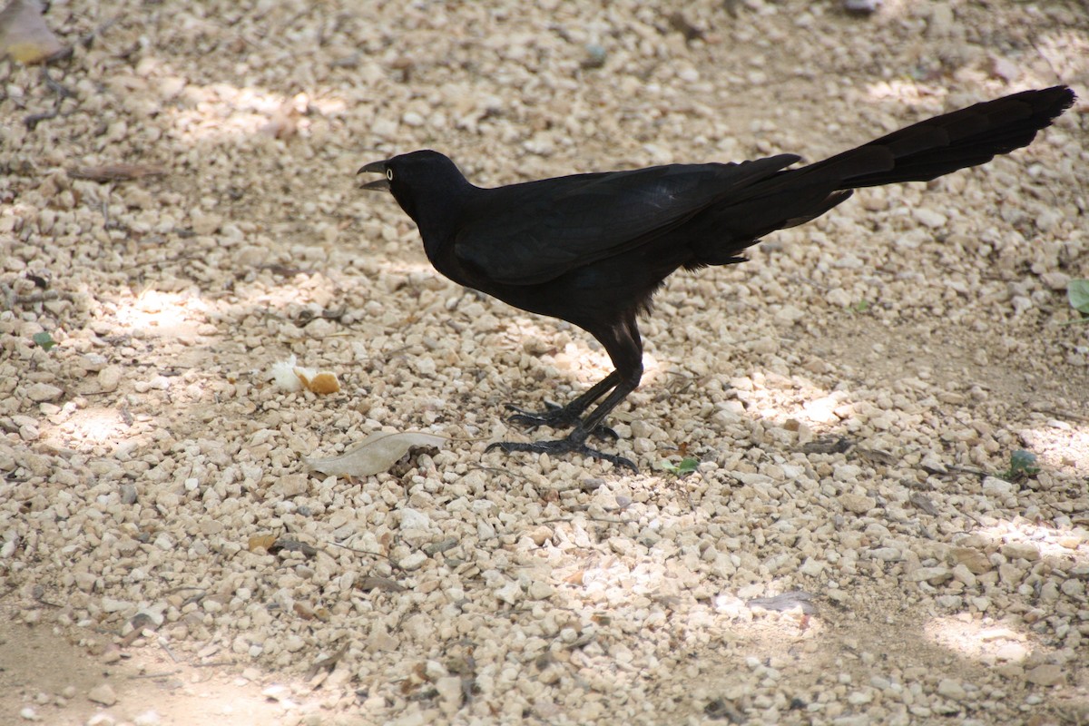 Great-tailed Grackle - ML60335601