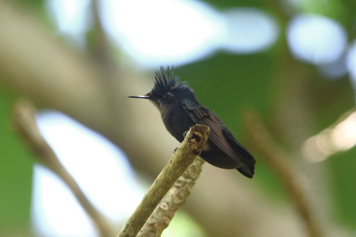 Colibri huppé (emigrans) - ML603356381