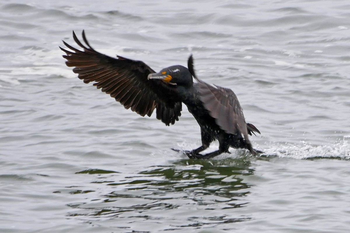 Cormoran à aigrettes - ML60335641