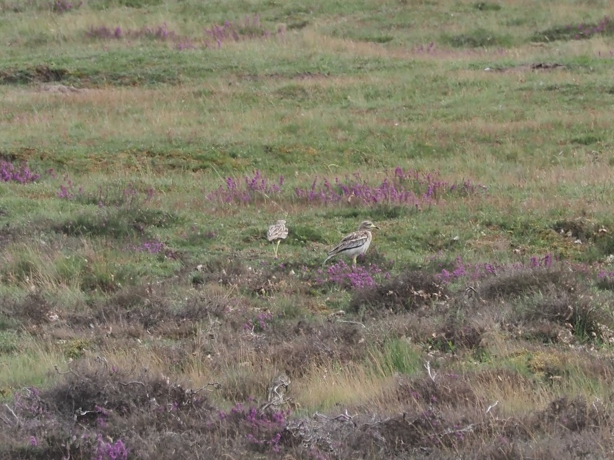 Eurasian Thick-knee - Axel Kirby