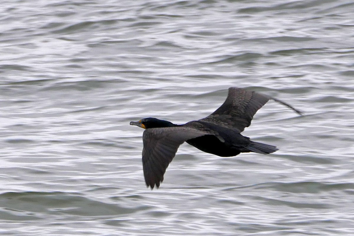 Double-crested Cormorant - ML60335651