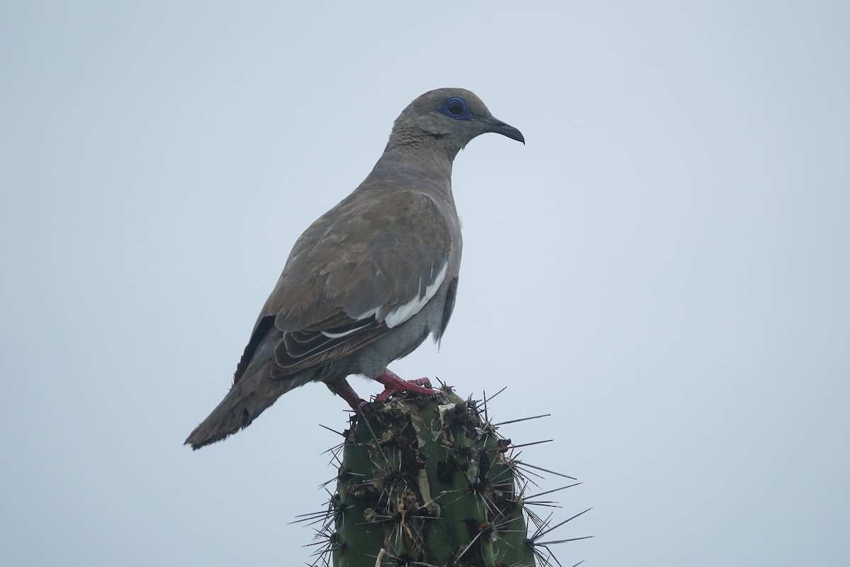 West Peruvian Dove - ML603357121