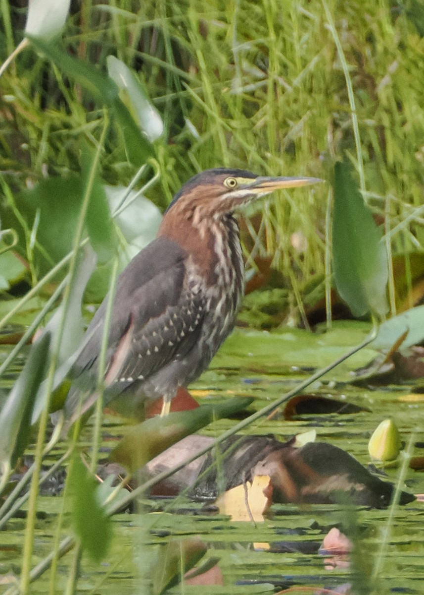 Green Heron - ML603357191