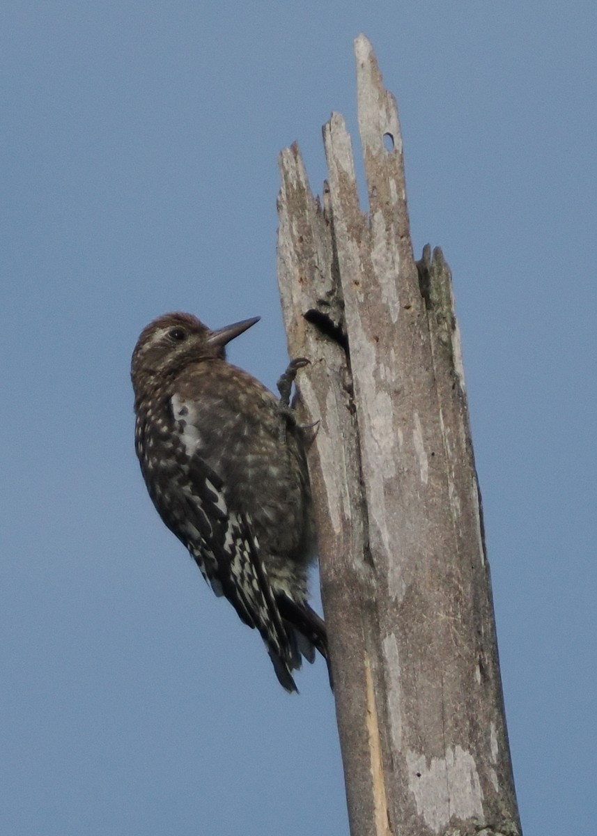 Yellow-bellied Sapsucker - ML603357221