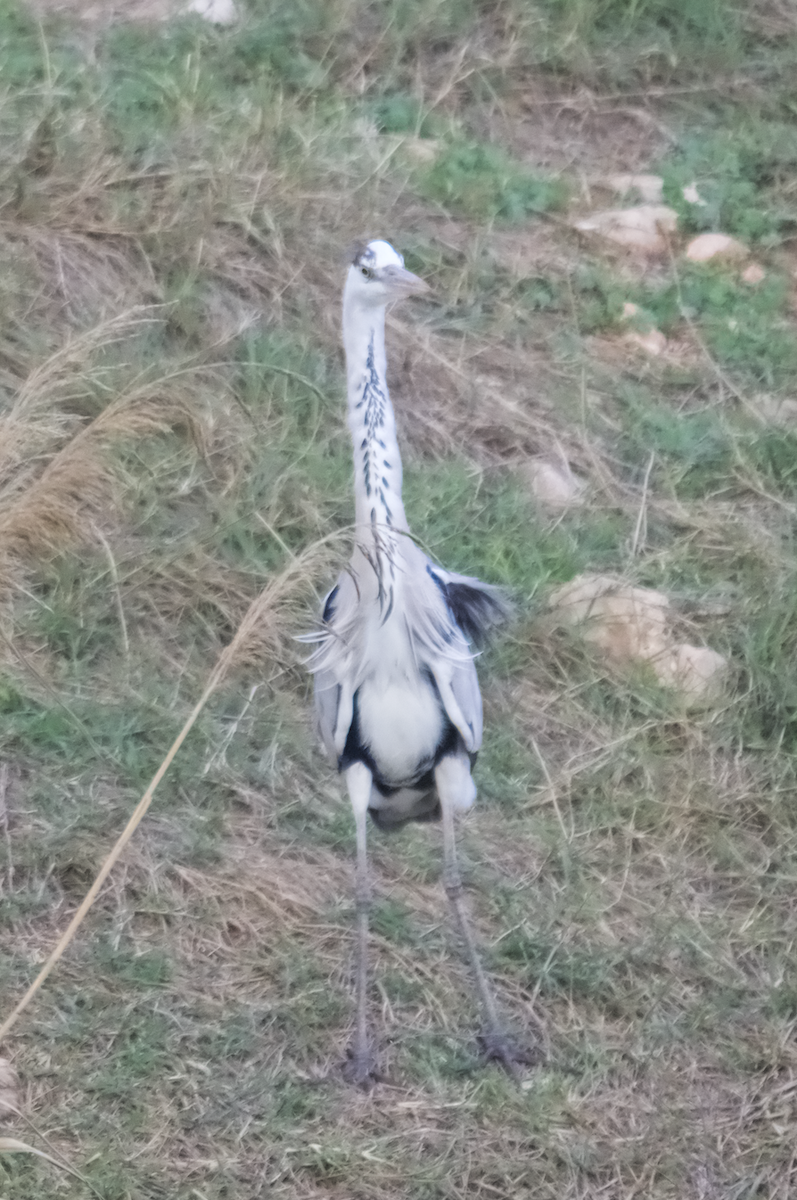 Gray Heron - ML603357581