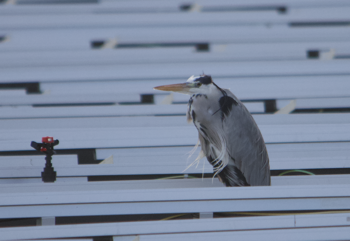 Gray Heron - Anastasia Gordeeva