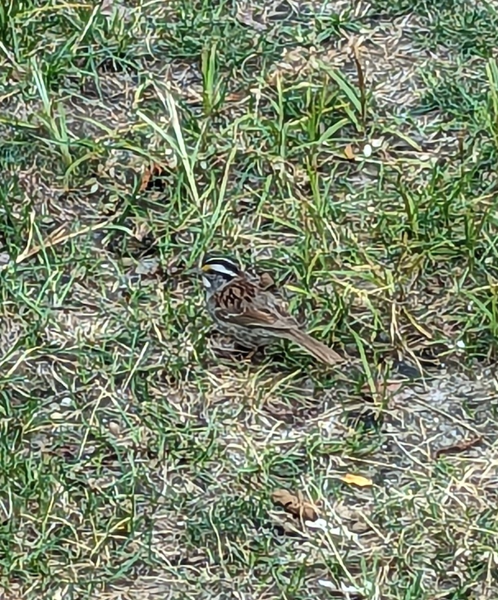 White-throated Sparrow - ML603358061