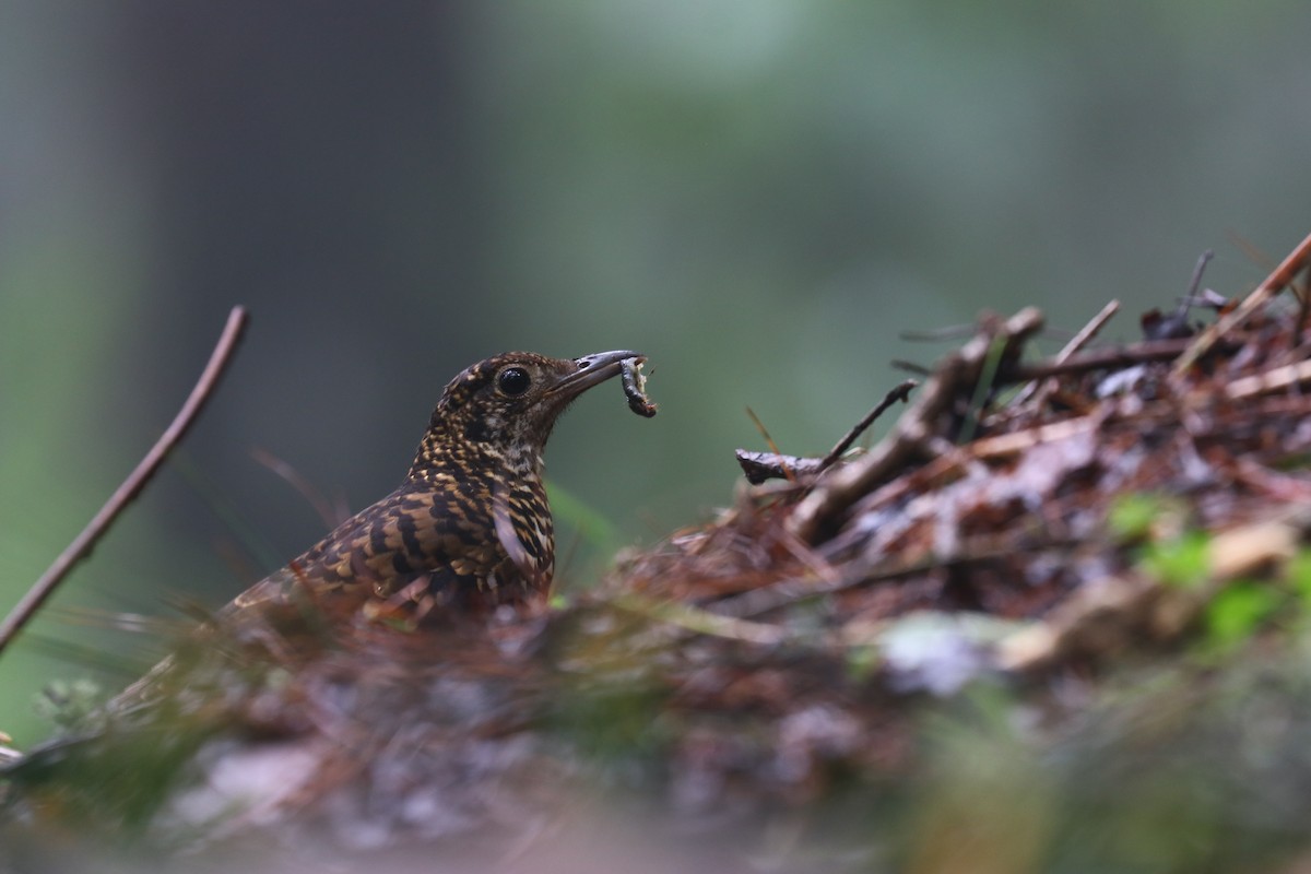 Scaly Thrush - Chi-Hsuan Shao