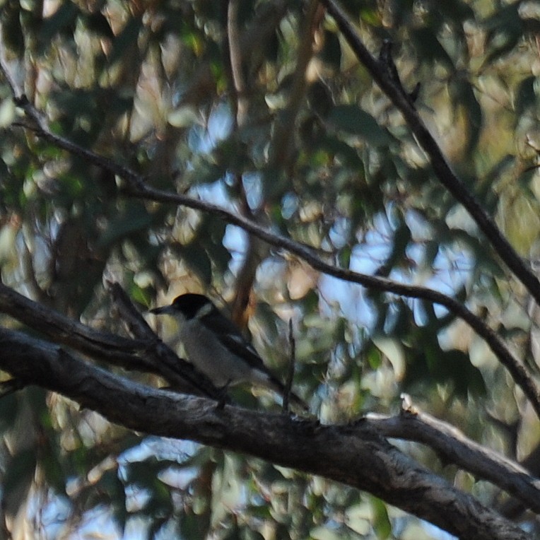 Gray Butcherbird - ML60335831