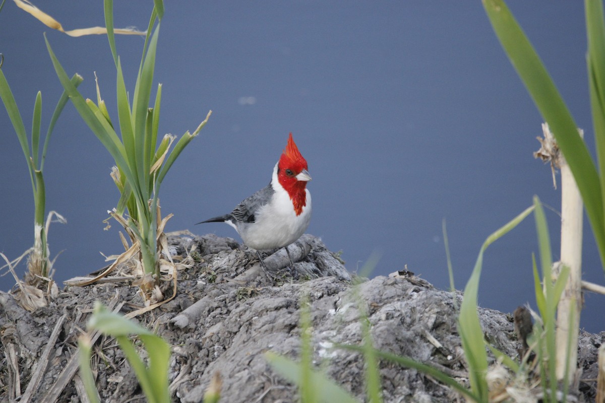 Red-crested Cardinal - ML603358371