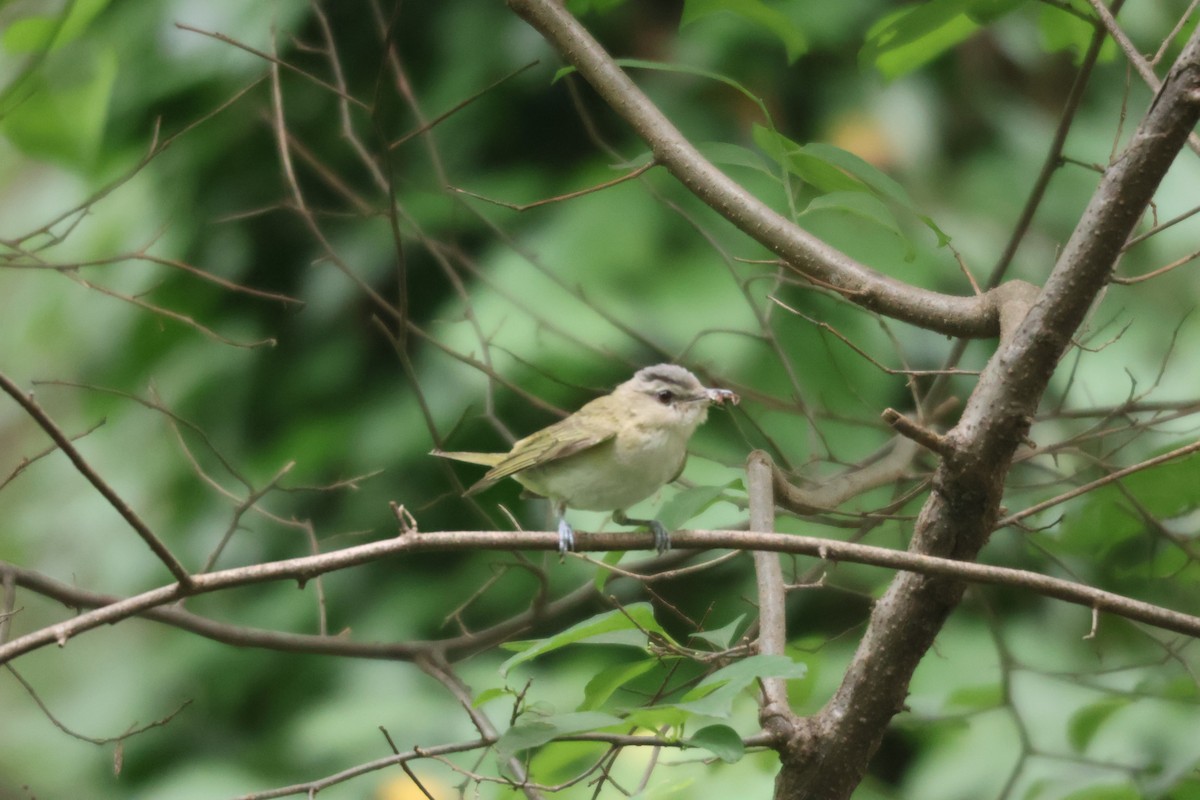 Red-eyed Vireo - ML603359541