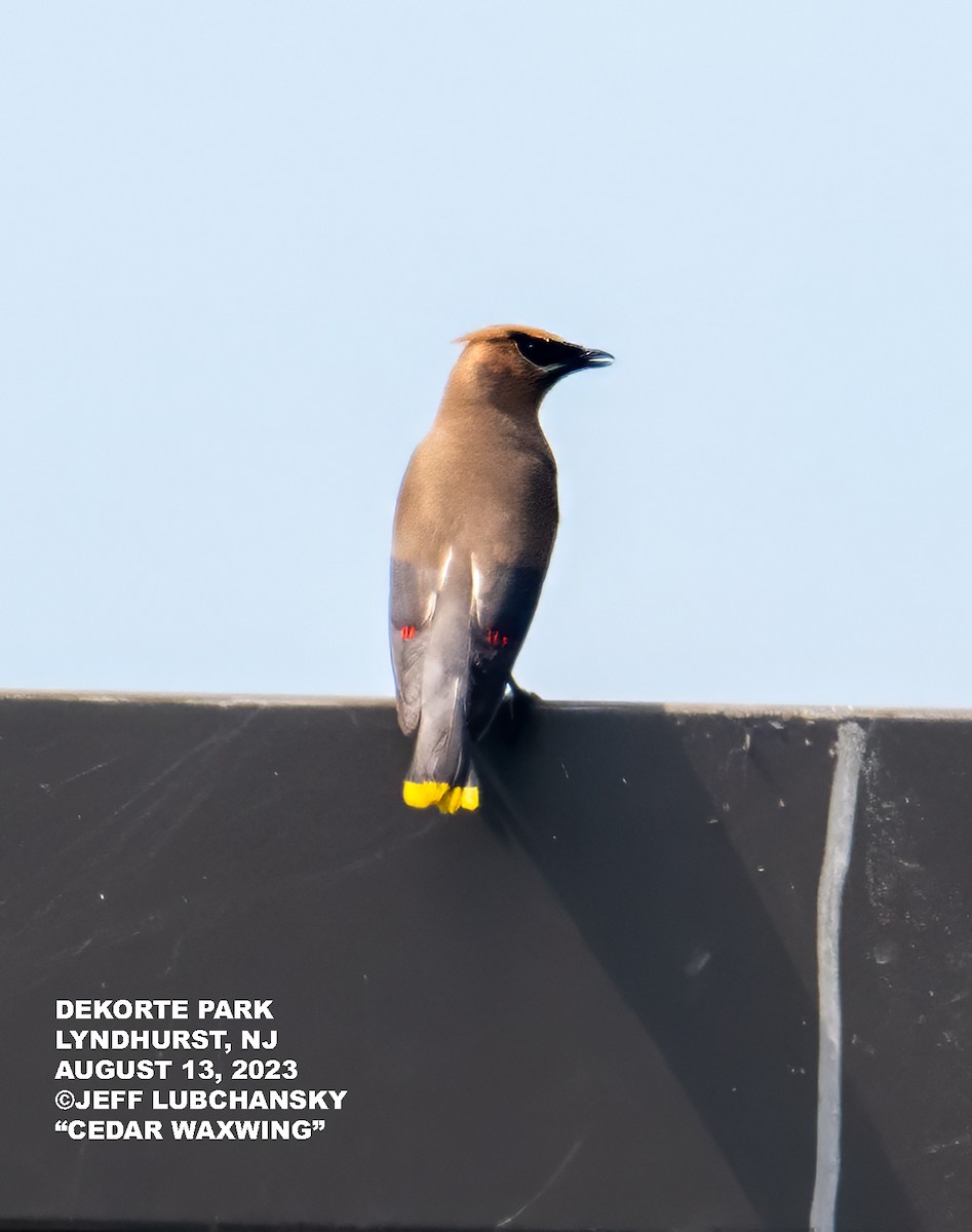 Cedar Waxwing - ML603360721