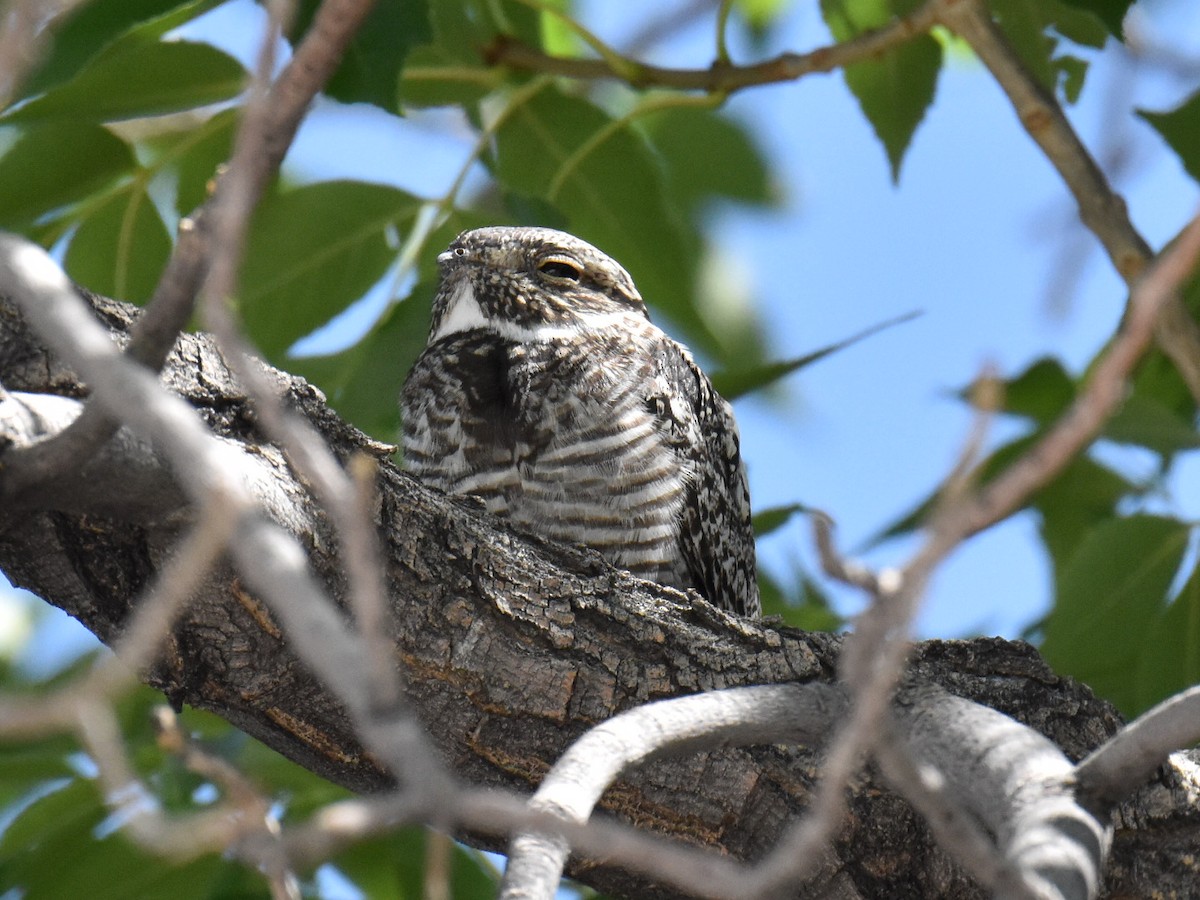 Common Nighthawk - ML603361491