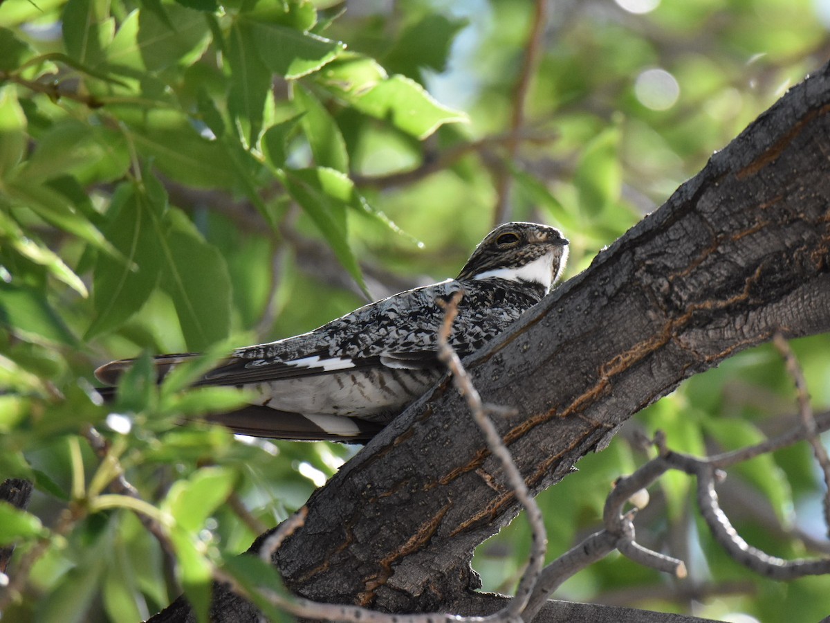 Common Nighthawk - ML603361501