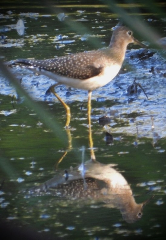 Solitary Sandpiper - ML603362001