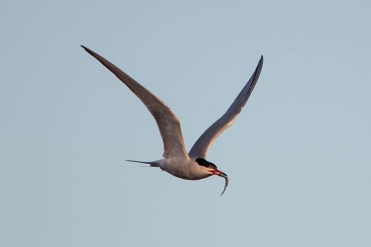 Common Tern - ML603362051
