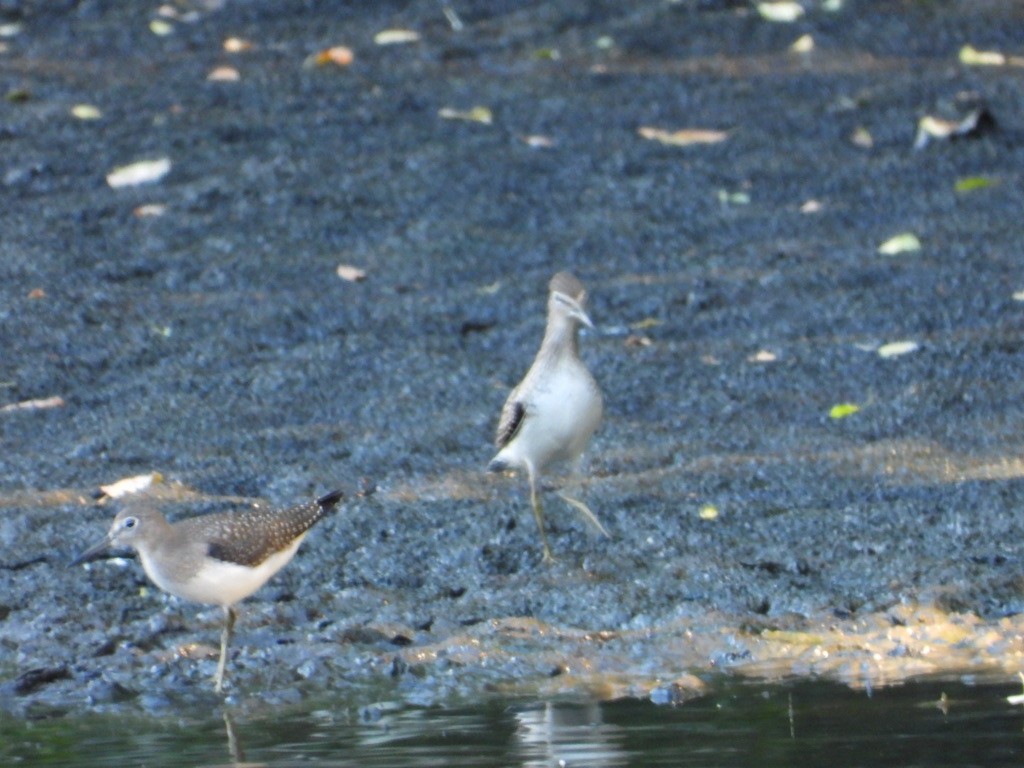 Solitary Sandpiper - ML603362081