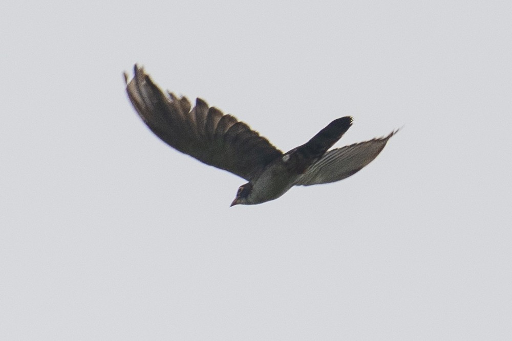 Thick-billed Cuckoo - ML603362441