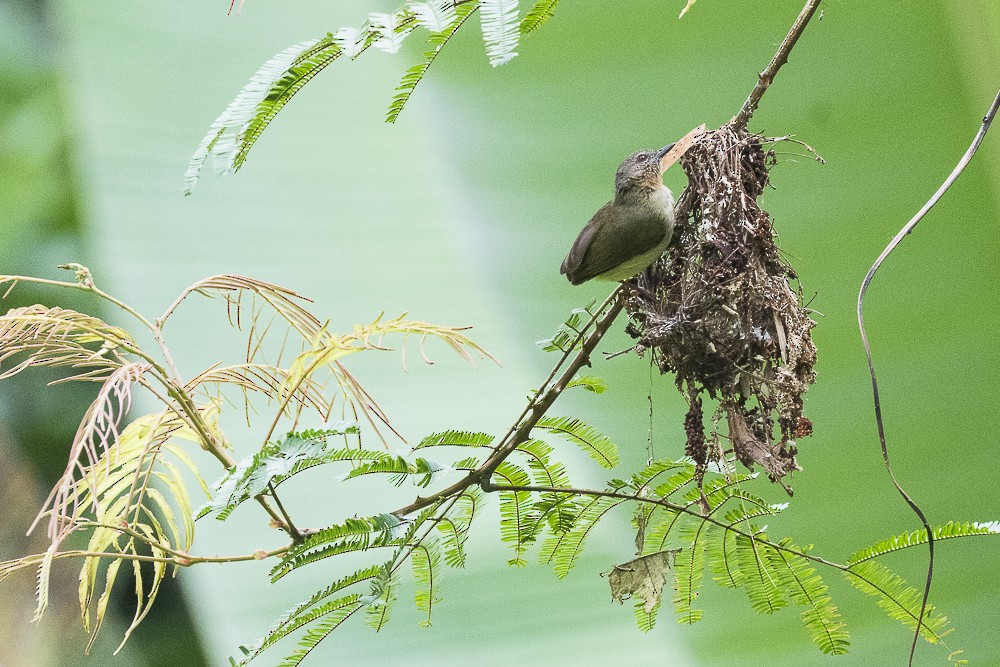 Lemon-bellied Crombec - ML603362551