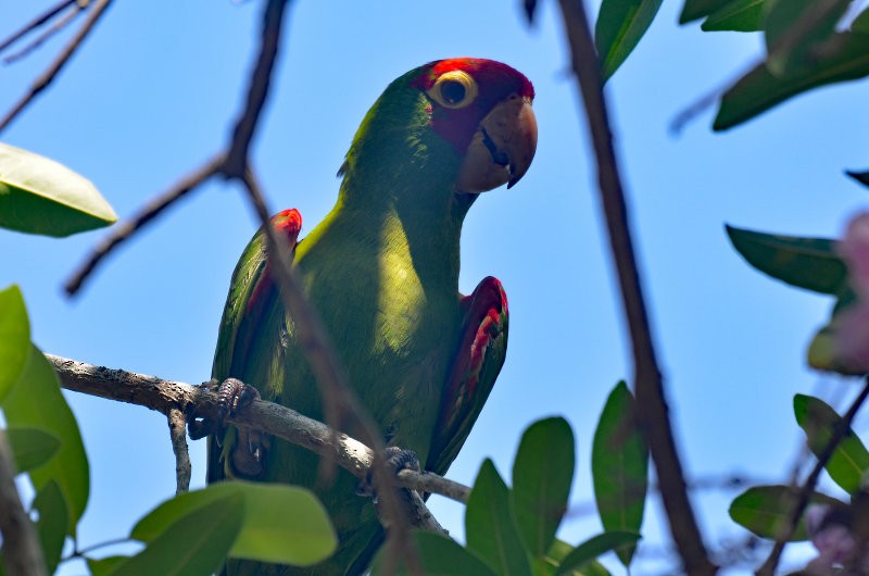 Red-masked Parakeet - ML60336261