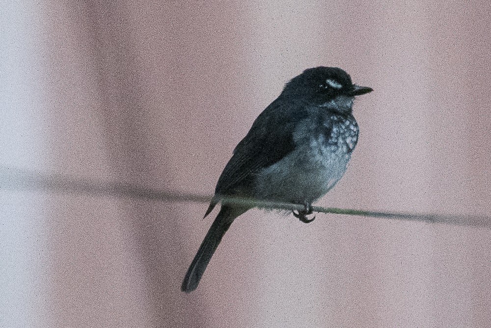 White-browed Forest-Flycatcher - ML603362901