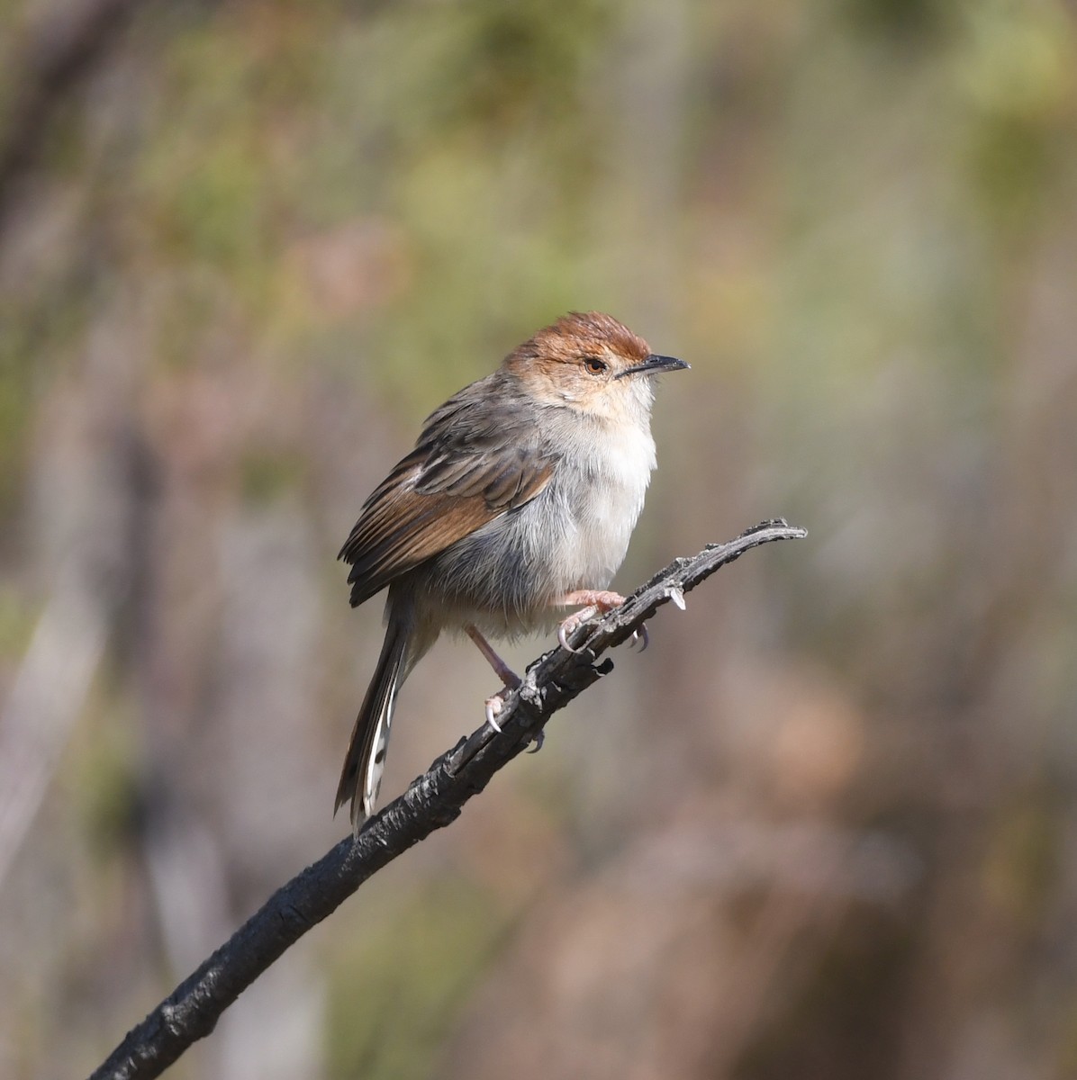 Churring Cisticola - Gabriel Jamie