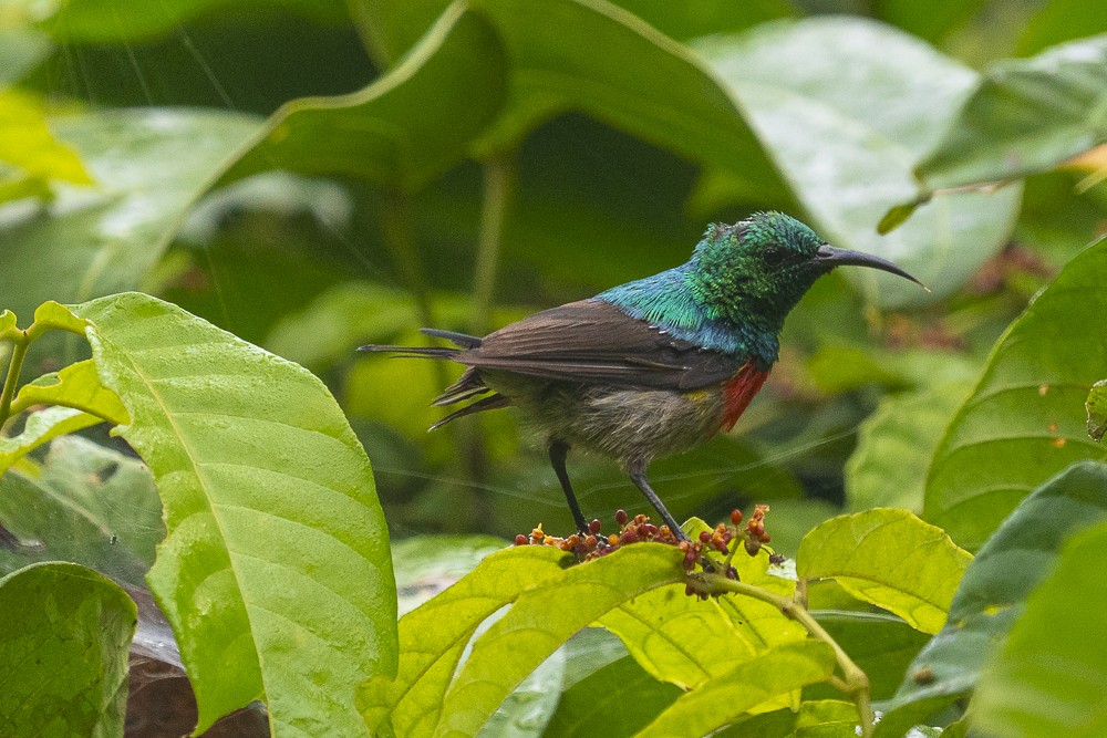 Tiny Sunbird - ML603362941