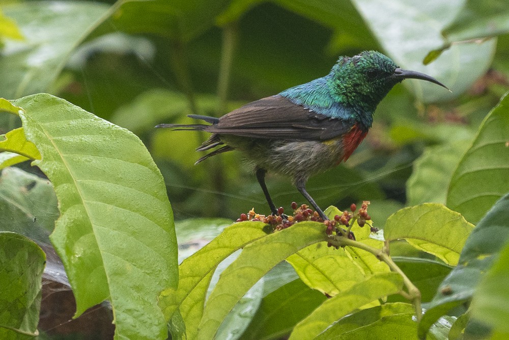 Tiny Sunbird - ML603362951