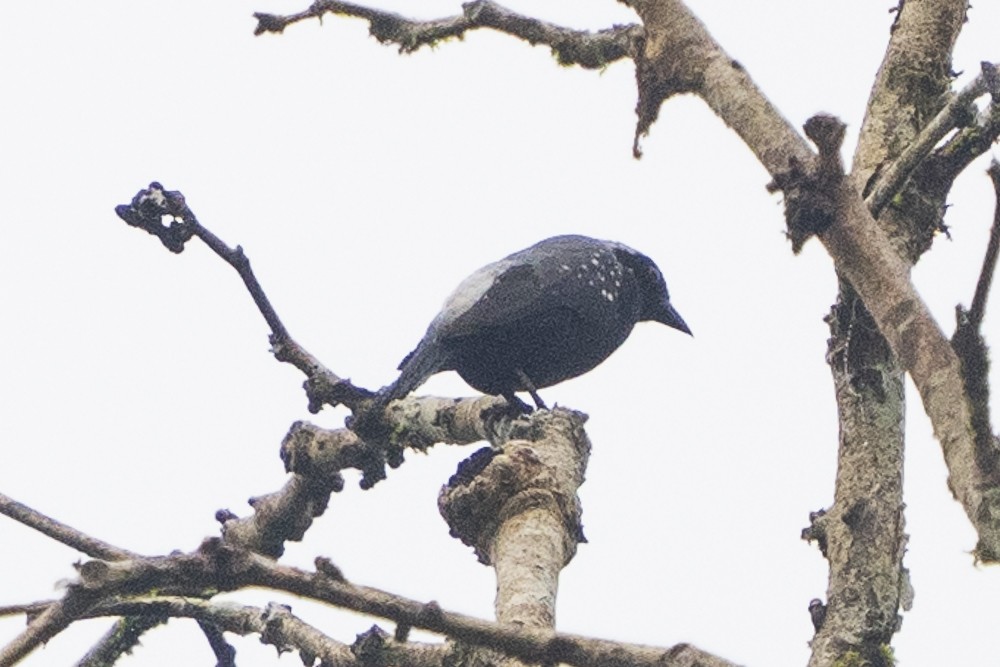 Gray-headed Nigrita - ML603363061