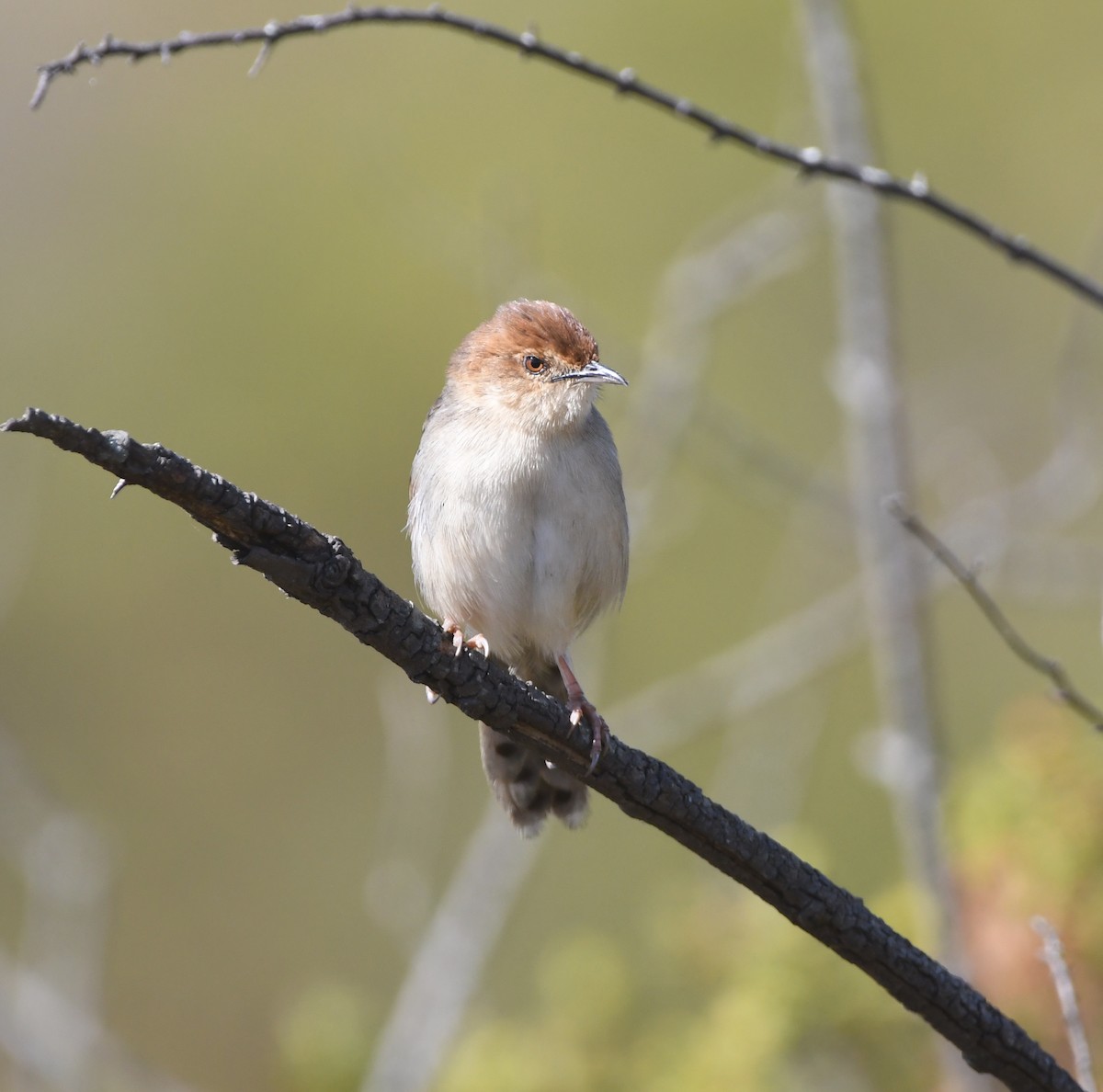 Churring Cisticola - ML603363551